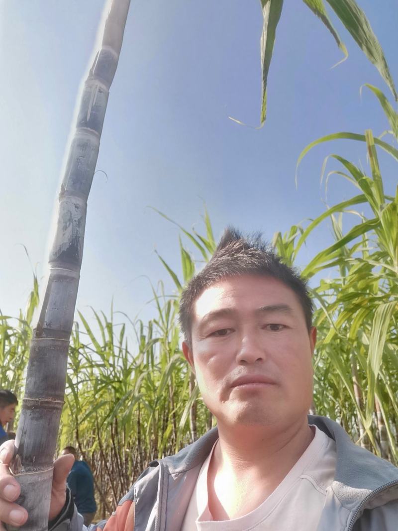 黑皮甘蔗，代收代发全国各地欢迎实地采购。