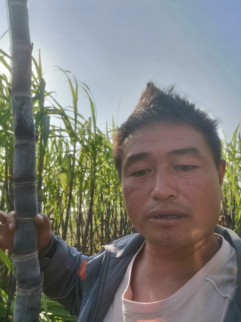 黑皮甘蔗，代收代发全国各地欢迎实地采购。