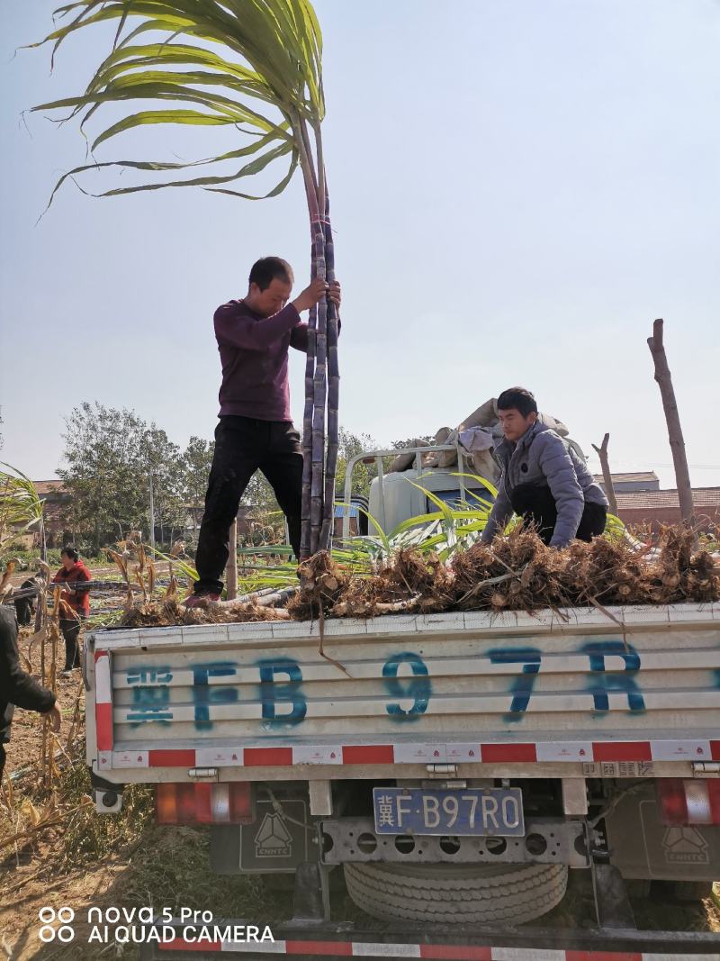 黑皮甘蔗，代收代发全国各地欢迎实地采购。