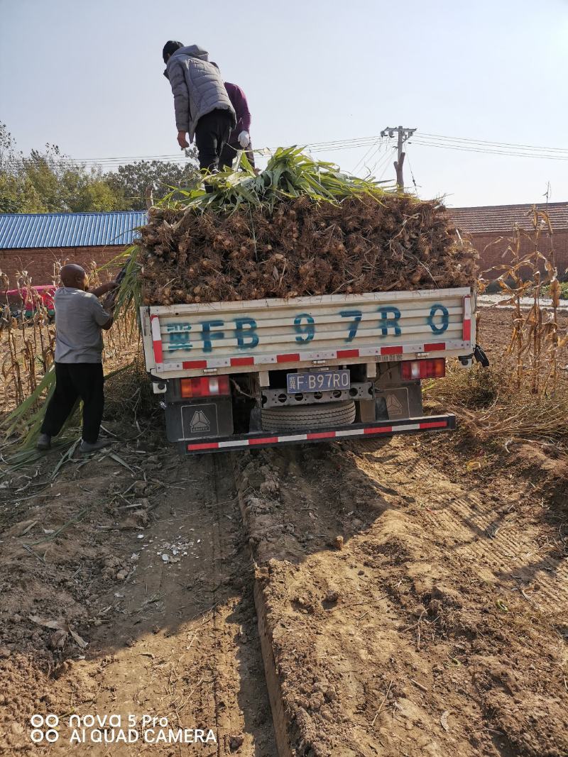 黑皮甘蔗，代收代发全国各地欢迎实地采购。