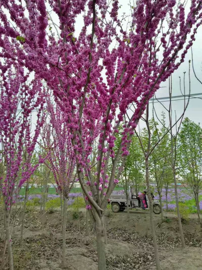 红叶石楠球。道路绿化苗木，小区绿化苗木，厂区绿化苗木品种