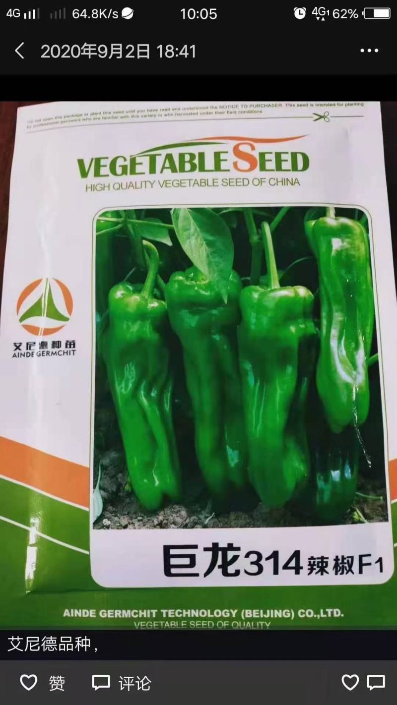 大皱皮薄皮辣椒苗长皱皮椒抗病性好亩产高口感好