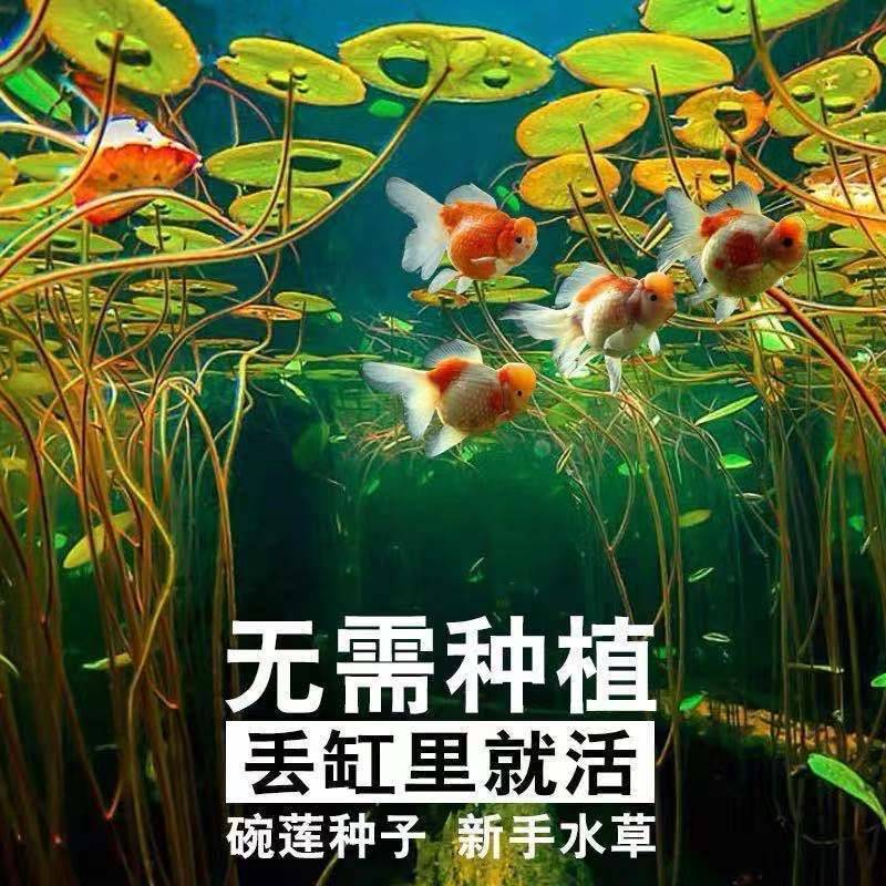 大型荷花种子高产莲子莲藕种子食用大田池塘观赏莲花卉碗莲种