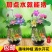 大型荷花种子高产莲子莲藕种子食用大田池塘观赏莲花卉碗莲种
