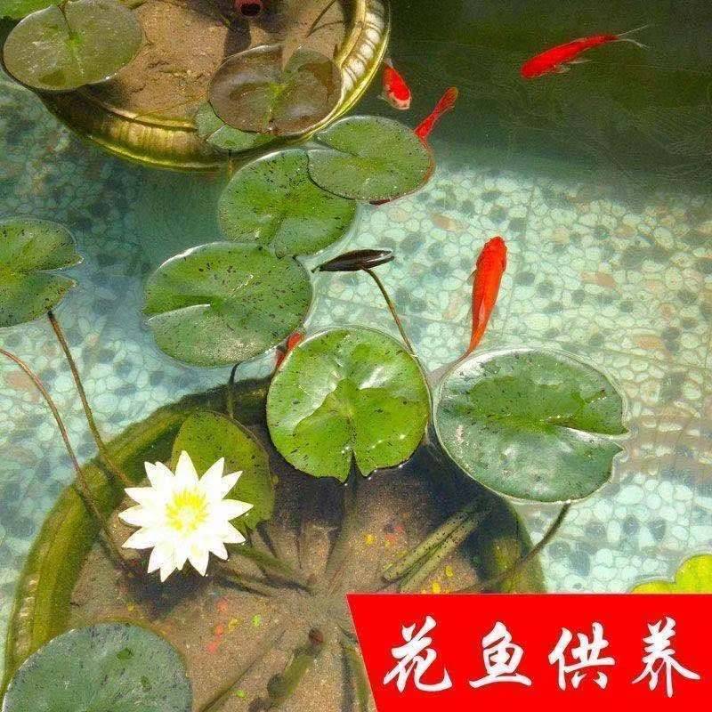 大型荷花种子高产莲子莲藕种子食用大田池塘观赏莲花卉碗莲种
