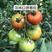 山东寿光口感西红柿苗（菲林，普罗旺斯）基地直发