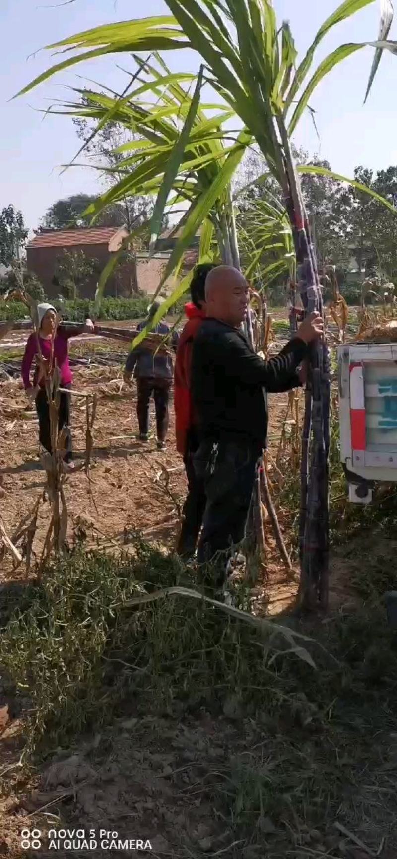 基地直发，精品黑皮甘蔗，口感好无渣，质量保障（种植大户）
