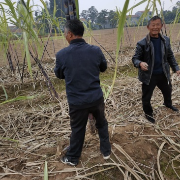基地直发，精品黑皮甘蔗，口感好无渣，质量保障（种植大户）