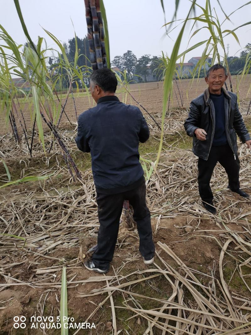 基地直发，精品黑皮甘蔗，口感好无渣，质量保障（种植大户）