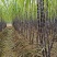 基地直发，精品黑皮甘蔗，口感好无渣，质量保障（种植大户）