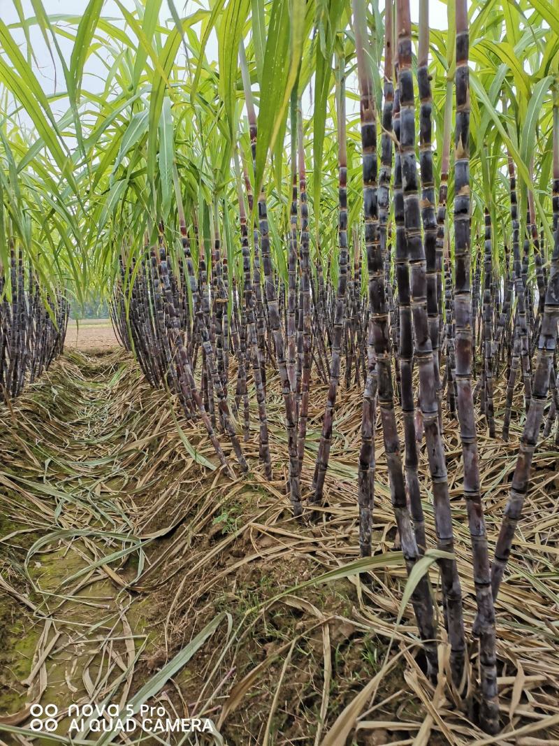 基地直发，精品黑皮甘蔗，口感好无渣，质量保障（种植大户）