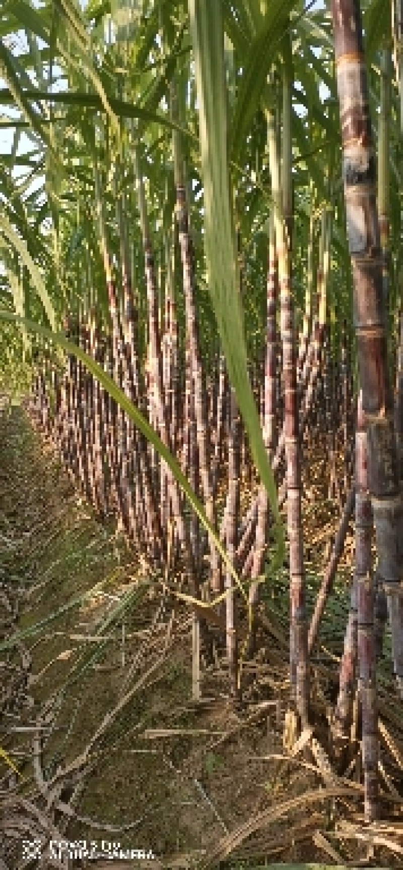基地直发，精品黑皮甘蔗，口感好无渣，质量保障（种植大户）