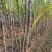 基地直发，精品黑皮甘蔗，口感好无渣，质量保障（种植大户）