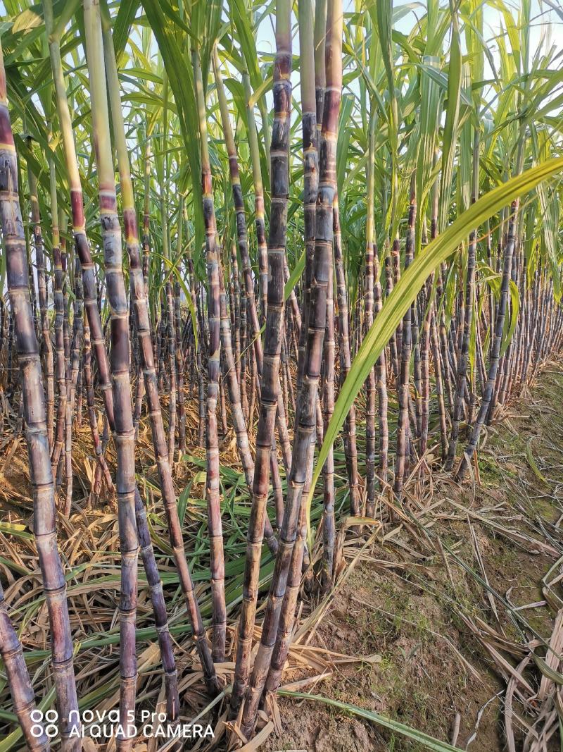 基地直发，精品黑皮甘蔗，口感好无渣，质量保障（种植大户）