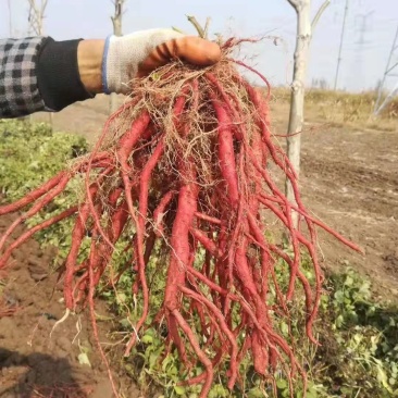 丹参鲜货山东淄博百草堂国药种植基地出品