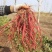 丹参鲜货山东淄博百草堂国药种植基地出品
