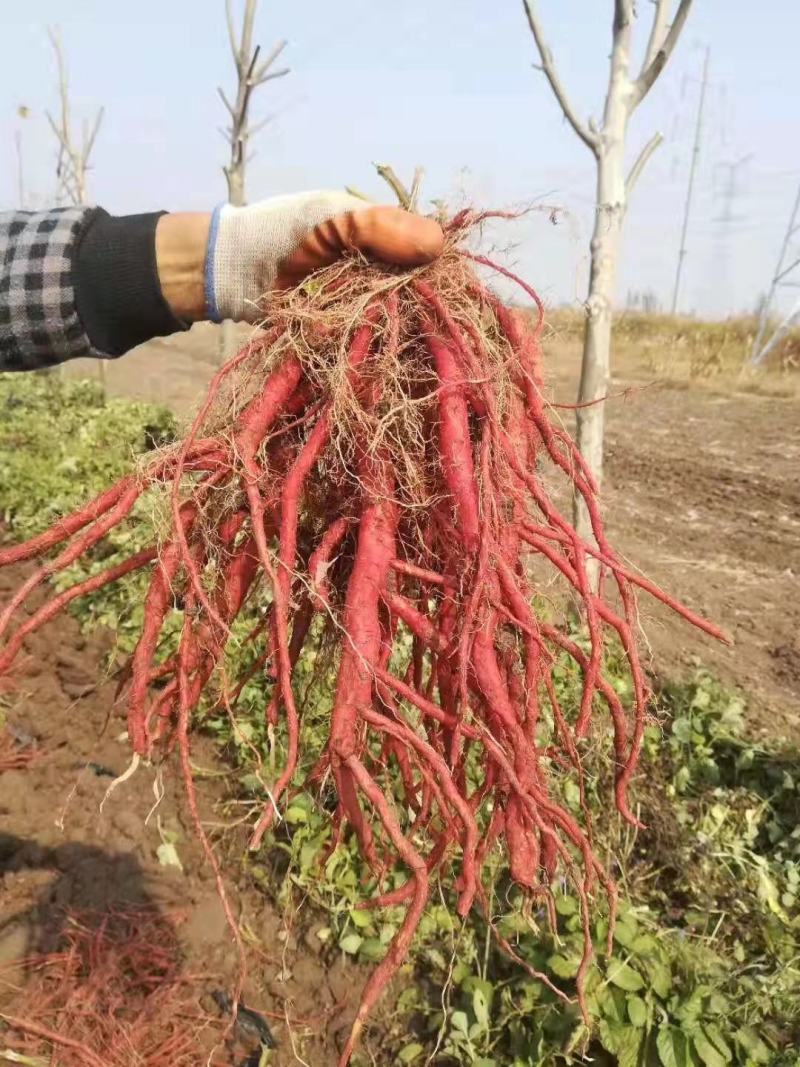 丹参鲜货山东淄博百草堂国药种植基地出品