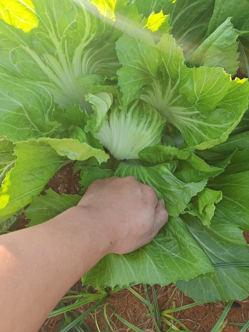 包心芥菜