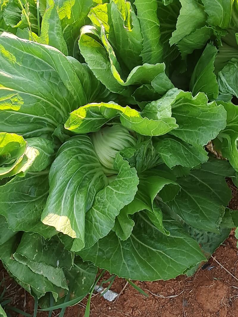 包心芥菜