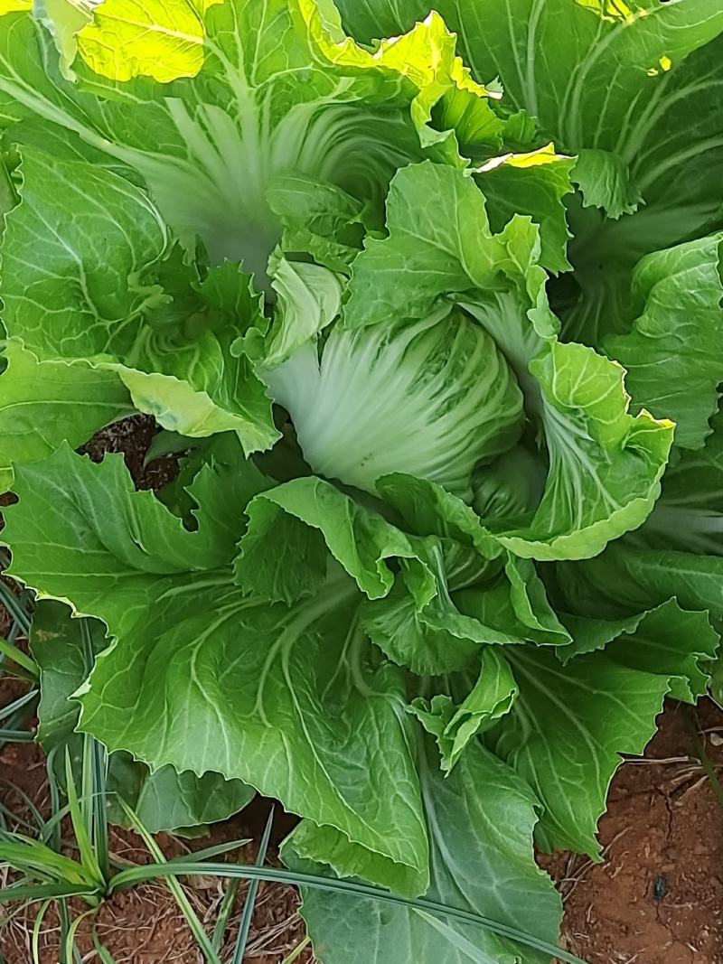 包心芥菜
