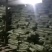 鲫鱼开膛冷冻鲫鱼全国发货质量保证十年老店
