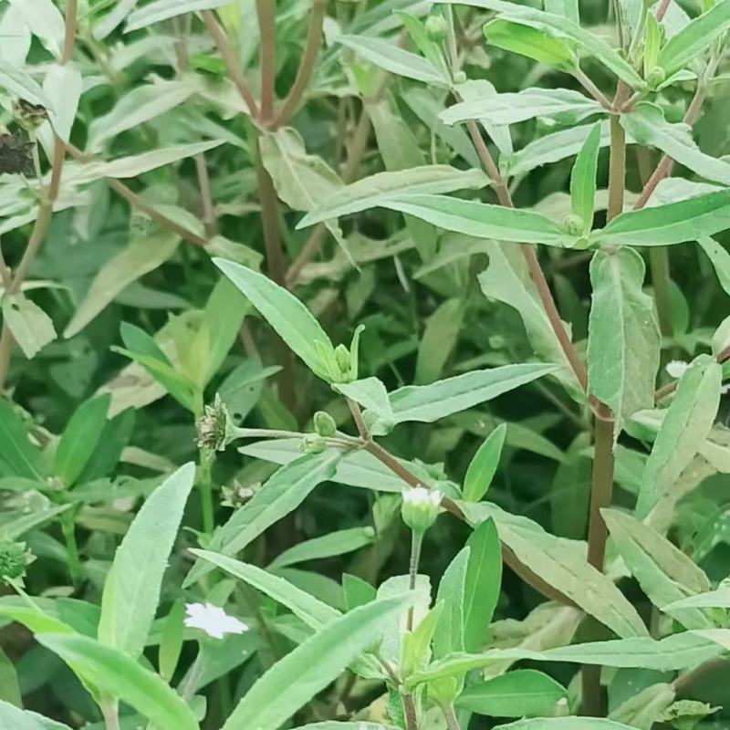 旱莲草片子:个子:批发一手货源药厂货产地直发