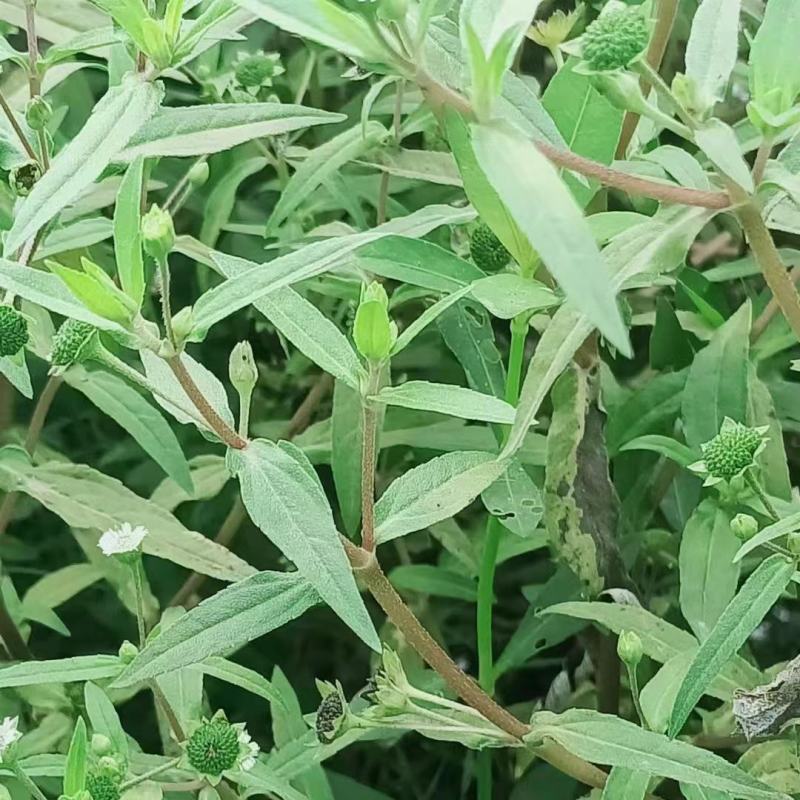 旱莲草片子:个子:批发一手货源药厂货产地直发