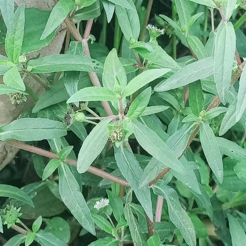 旱莲草片子:个子:批发一手货源药厂货产地直发