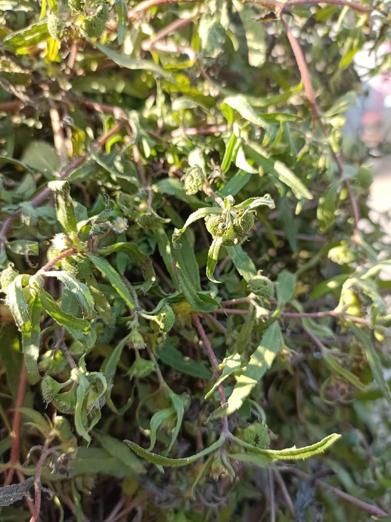 旱莲草片子:个子:批发一手货源药厂货产地直发