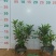 七斤袋毛杜鹃杜鹃花精品毛杜鹃