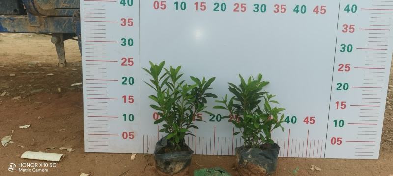 七斤袋毛杜鹃杜鹃花精品毛杜鹃