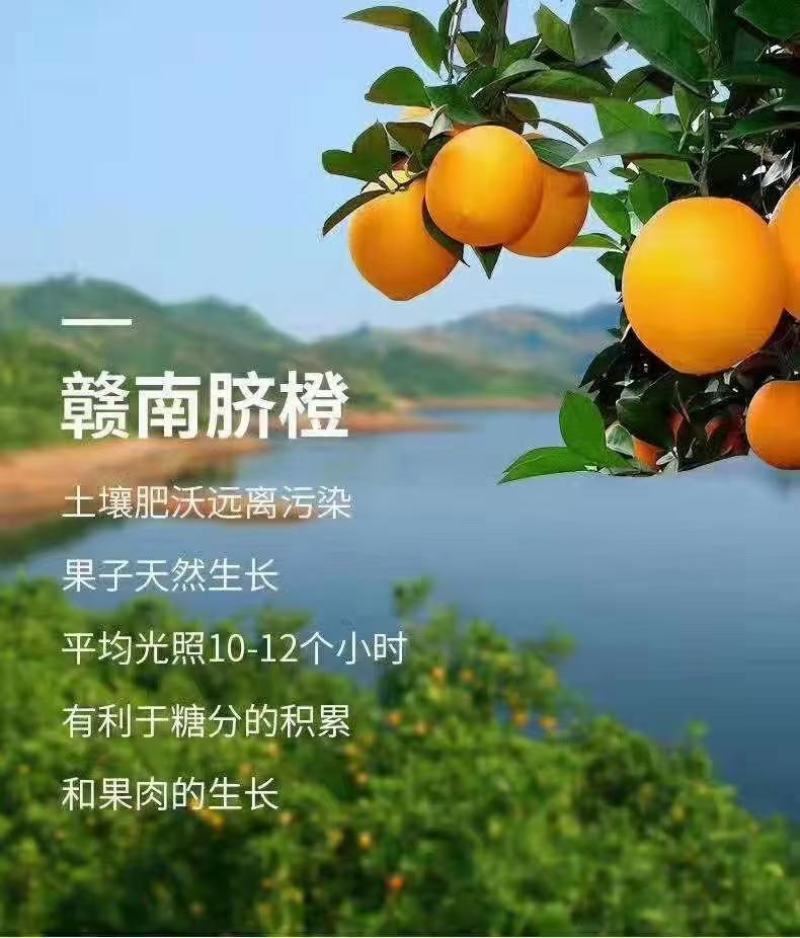 橙子脐橙赣南脐橙皮薄肉厚入口化渣脆嫩多汁