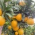 橙子脐橙赣南脐橙皮薄肉厚入口化渣脆嫩多汁