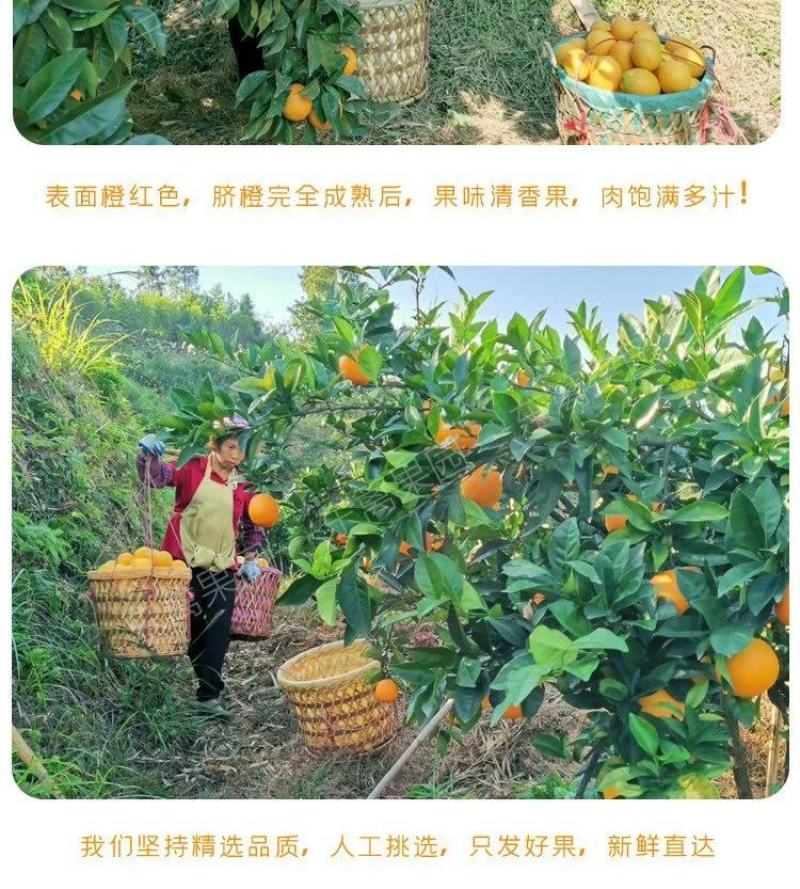 橙子脐橙赣南脐橙皮薄肉厚入口化渣脆嫩多汁