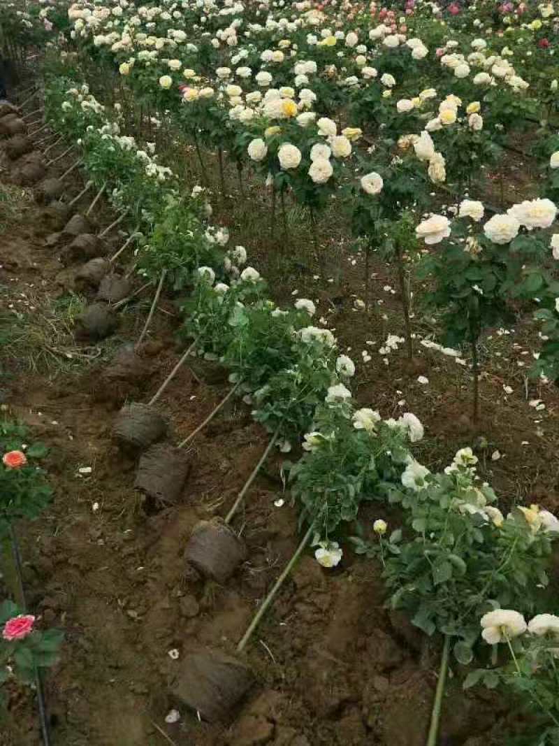 棒棒糖月季双色月季树多色月季花三色月季树