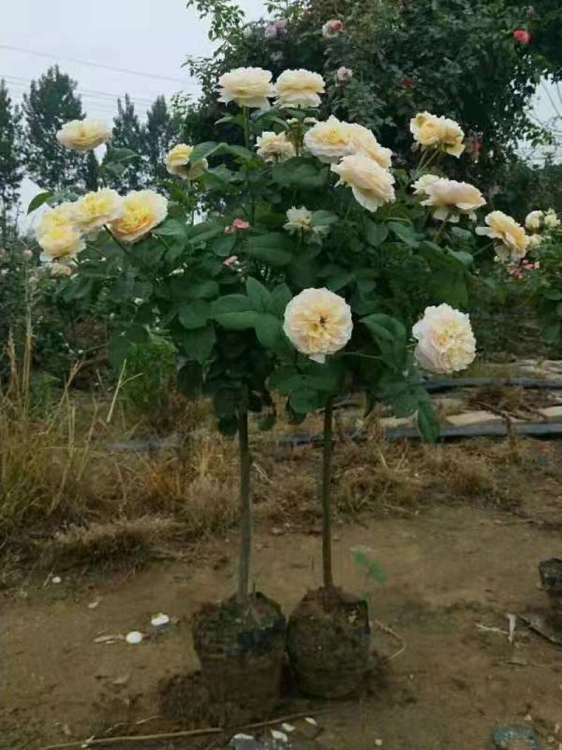 棒棒糖月季双色月季树多色月季花三色月季树