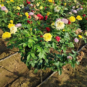 棒棒糖月季双色月季树多色月季花三色月季树
