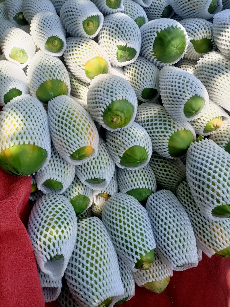 大量销售云南木瓜