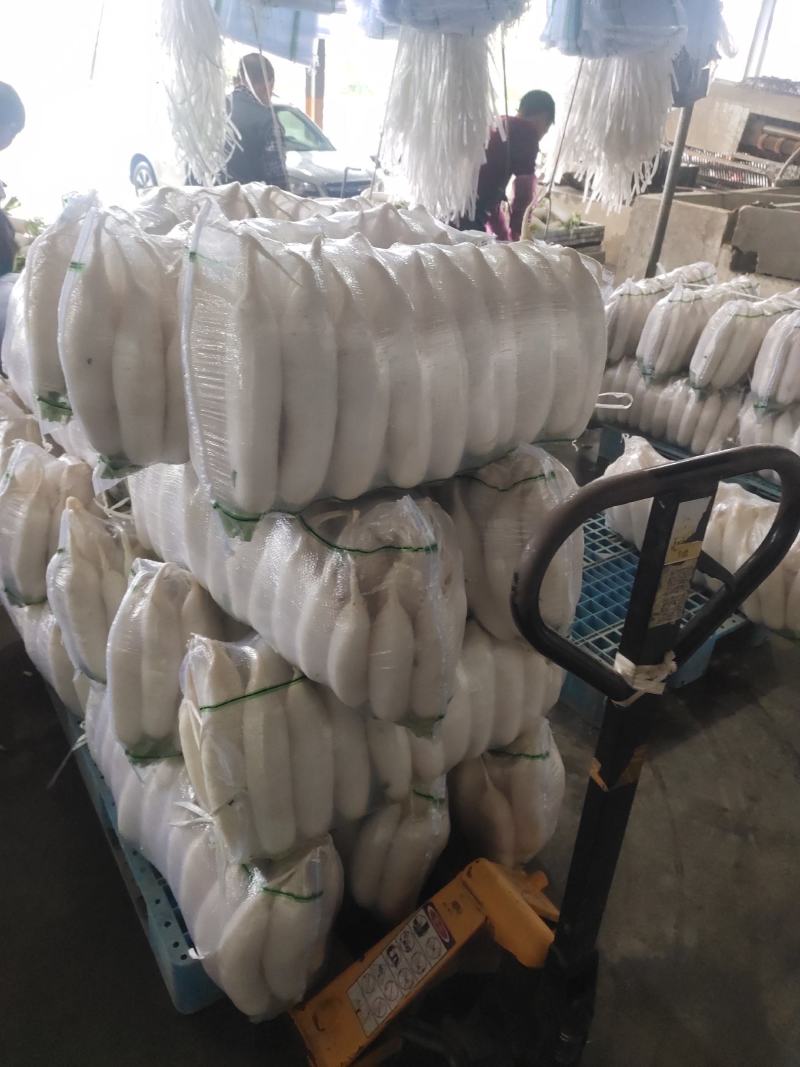 【精品推荐】精品白萝卜沙洋优美白萝卜产地直发量大价低货足