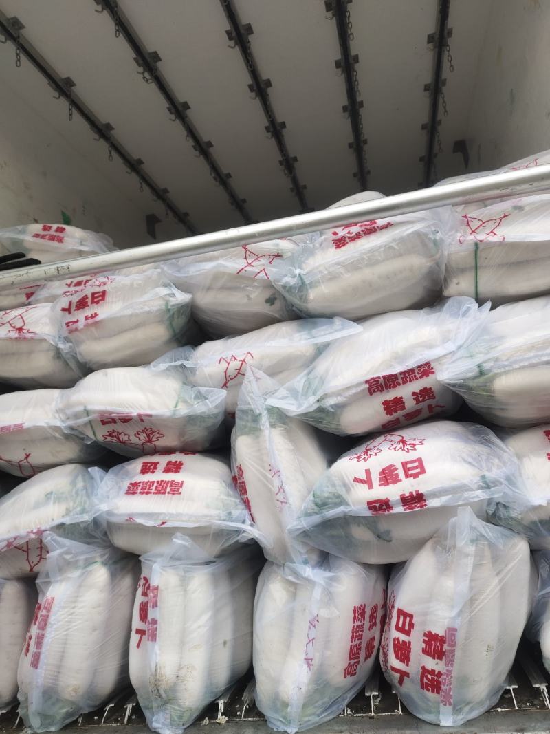 【精品推荐】精品白萝卜沙洋优美白萝卜产地直发量大价低货足