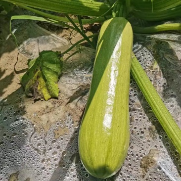 精品西葫芦，瓜面光滑细腻，条形好