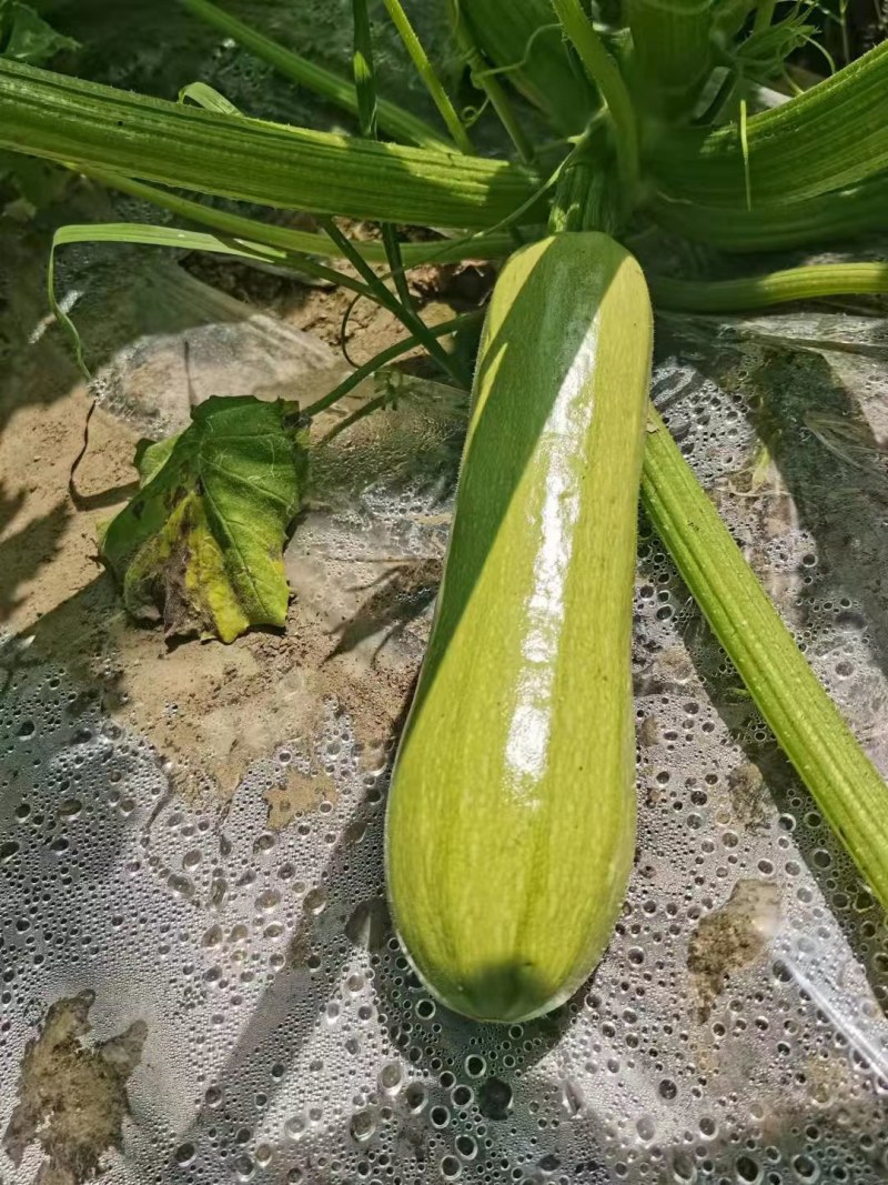 精品西葫芦，瓜面光滑细腻，条形好