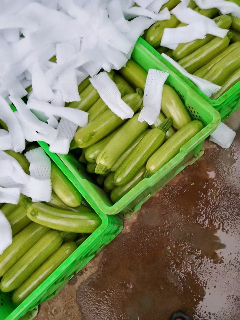精品西葫芦，瓜面光滑细腻，条形好