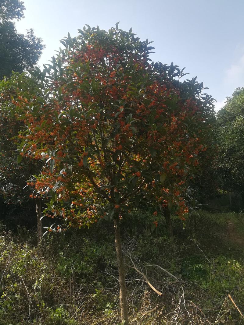 红桂花树