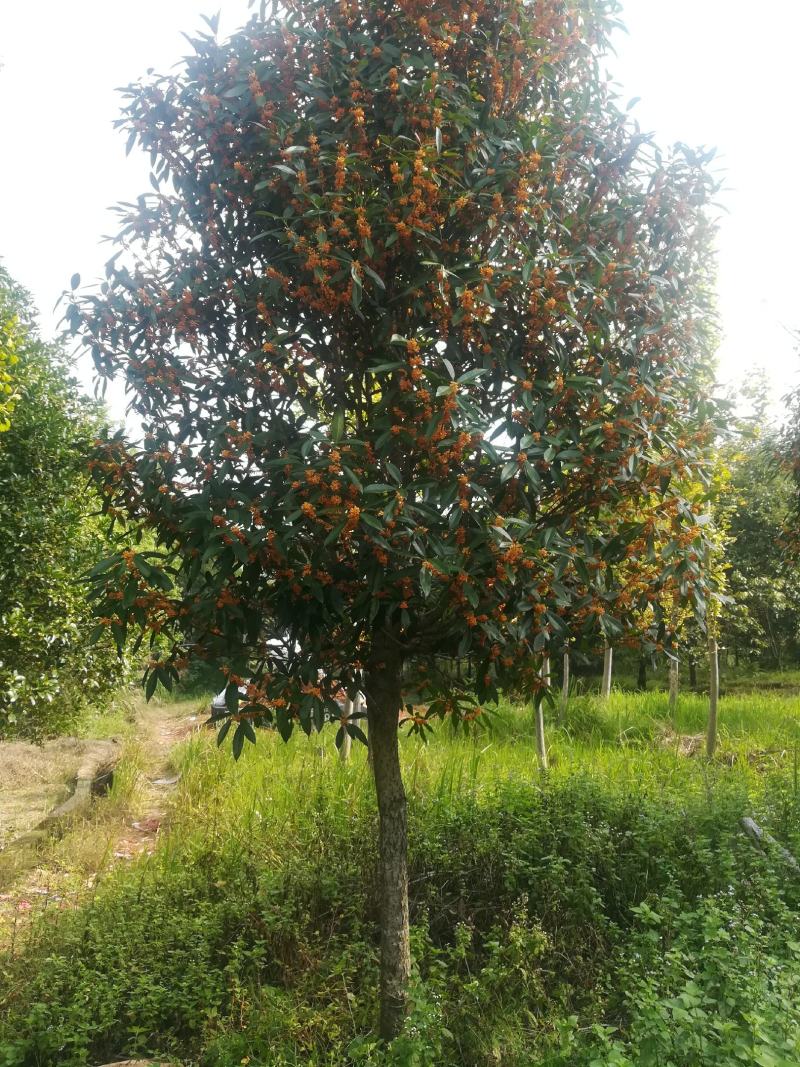 红桂花树