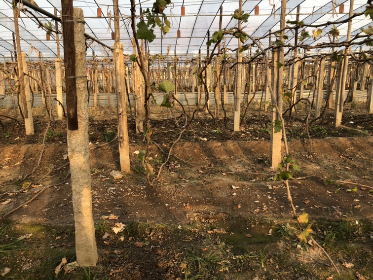 寒香蜜葡萄种植园全景