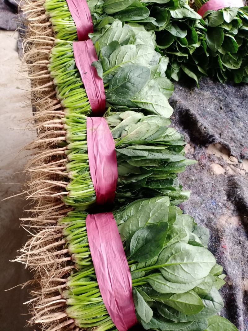 河南滑县，精品菠菜，质量保证，货源充足，