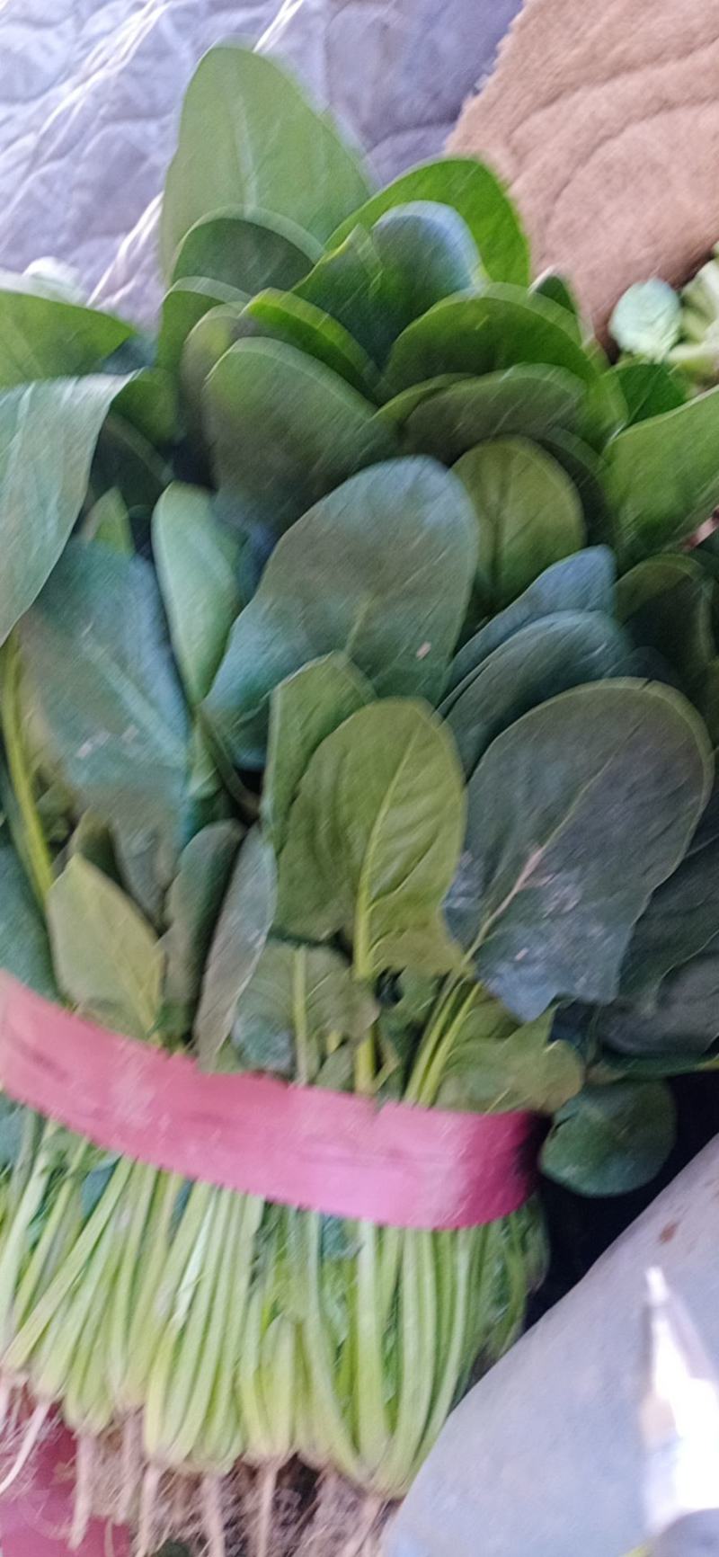 河南滑县，精品菠菜，质量保证，货源充足，