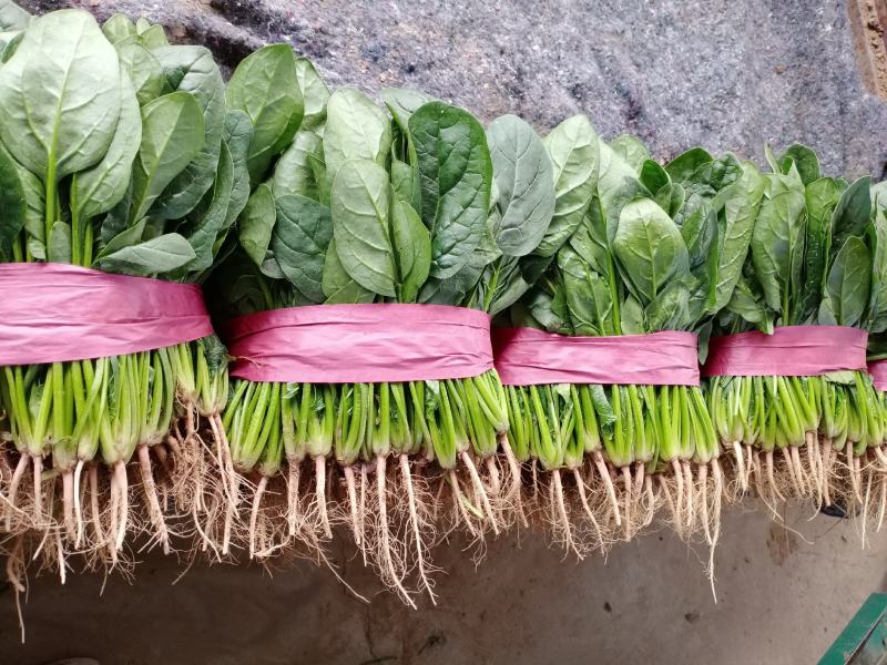 河南滑县，精品菠菜，质量保证，货源充足，