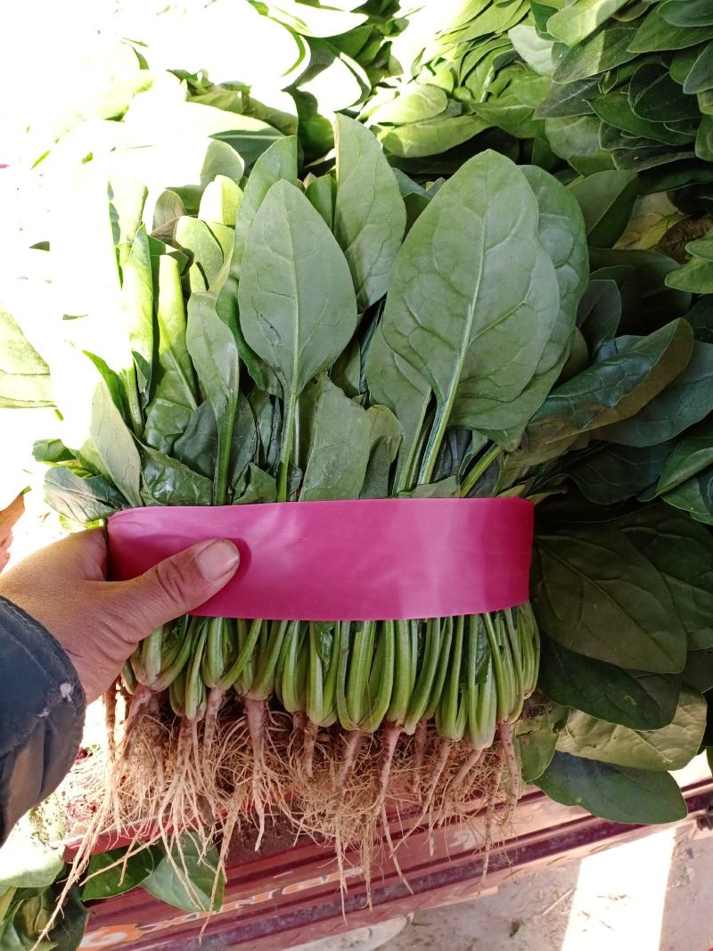 河南滑县，精品菠菜，质量保证，货源充足，